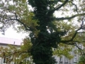 Zdjęcie dużego drzewa przed szpitalem