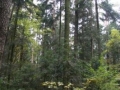 Zdjęcie wysokich drzew w lesie