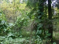 Zdjęcie porośniętych drzew w lesie