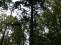 Zdjęcie korony wysokiego drzewa w lesie