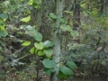 Zdjęcie przedstawiające młode drzewo w lesie